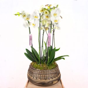 Orquideas decoradas calidad extra con motivos naturales - Flores Alcalá -  Alcalá de Henares