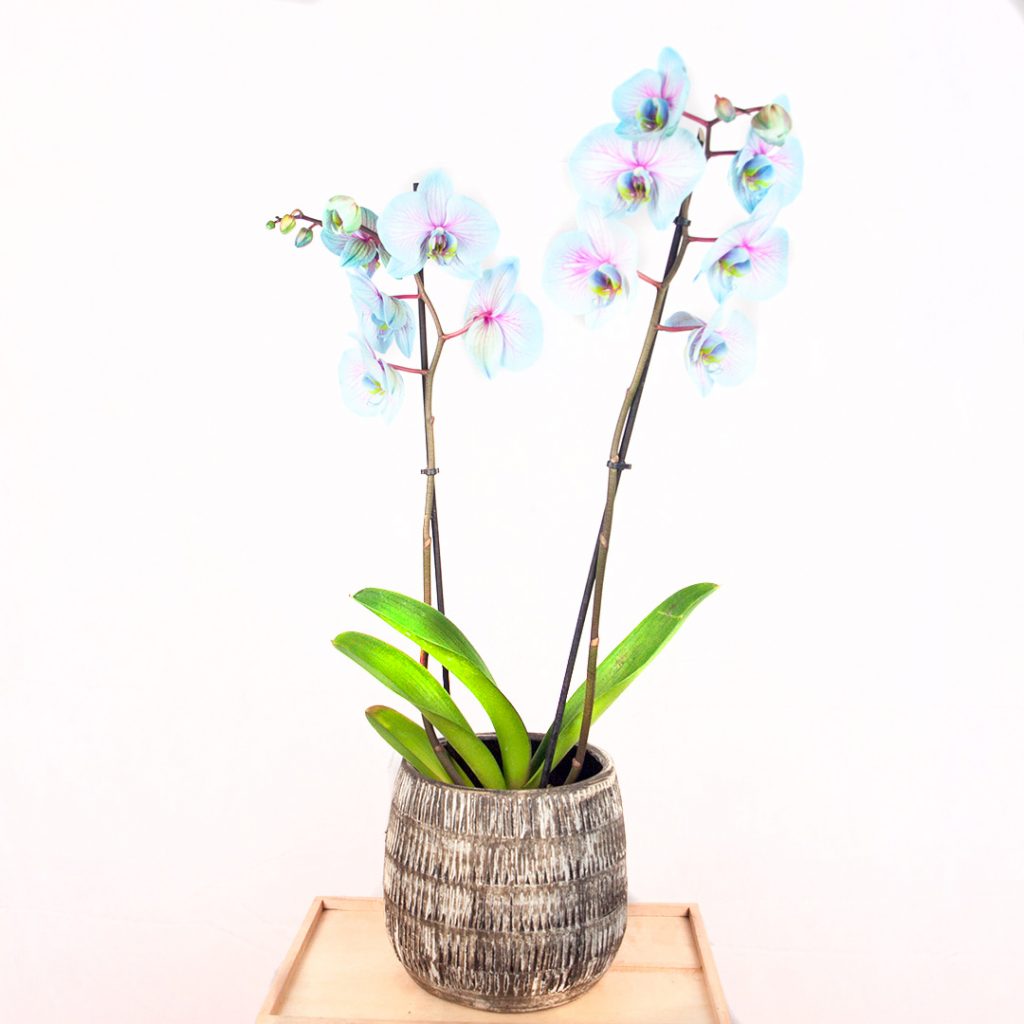 Orquídea Azul y Rosa | Araflor