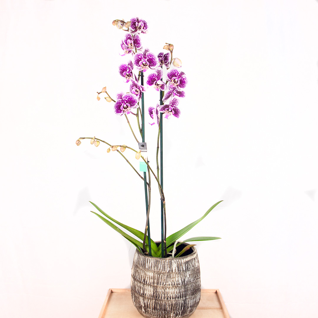 Orquídea blanca y morada | Araflor