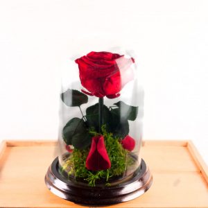 ▷ Flores Preservadas y Rosa en Alcalá de Henares ❤️